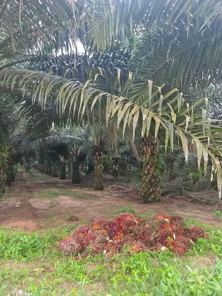 Tanah Pertanian untuk Dijual di Batu Pahat (Johor) - Yee Choi Hong - Exterior - PropertyGuru.com.my