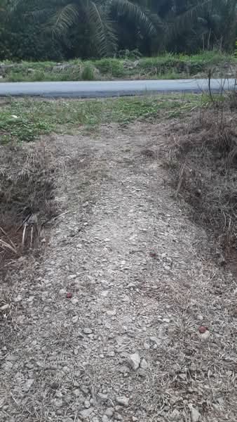 Agricultural Land for Sale in Pekan Nenas (Johor) - Jessie Tan - Exterior - PropertyGuru.com.my