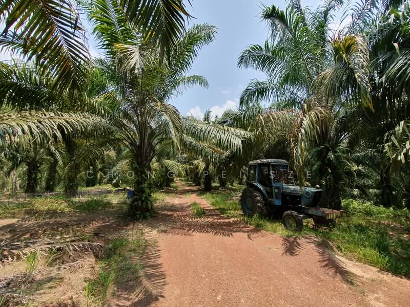 Agricultural Land for Sale in Kampung Baru Liman Kati (Kuala Kangsar) - Chong Pei Sze - Exterior - PropertyGuru.com.my