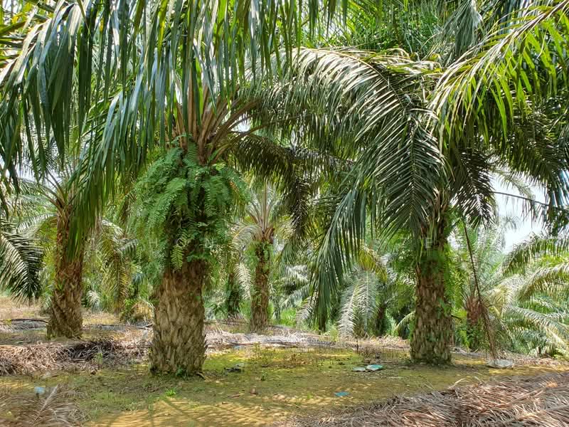 Agricultural Land for Sale in Kampung Baru Liman Kati (Kuala Kangsar) - Chong Pei Sze - PropertyGuru.com.my