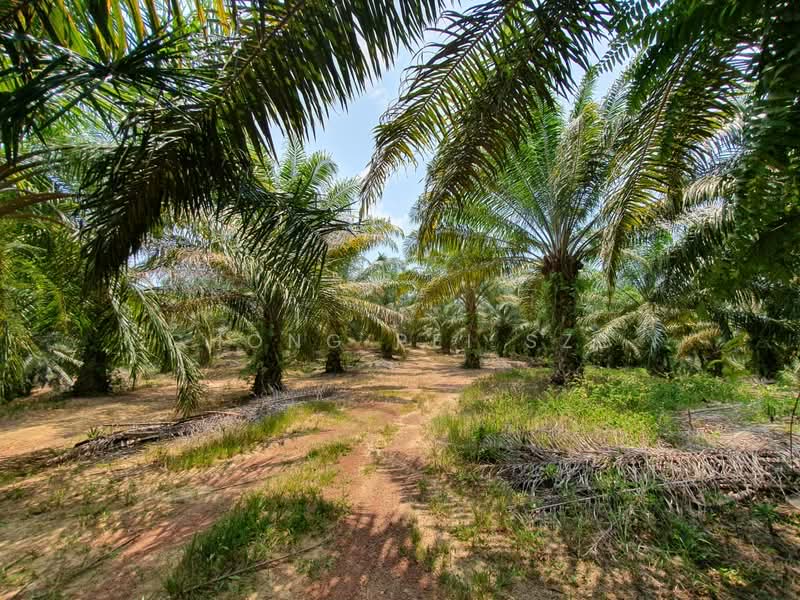 Agricultural Land for Sale in Kampung Baru Liman Kati (Kuala Kangsar) - Chong Pei Sze - Garden - PropertyGuru.com.my
