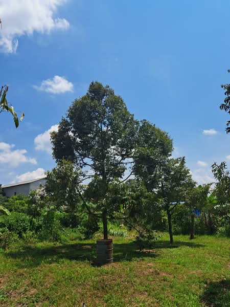 Tanah Pertanian untuk Dijual di Kampung Kota Pekan (Gadong) - Rose Tan - Exterior - PropertyGuru.com.my