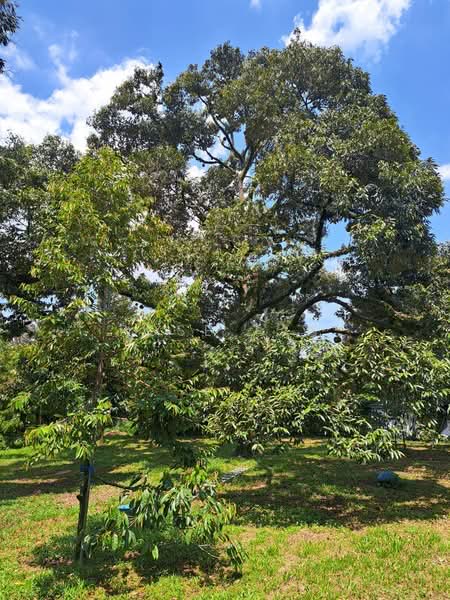 Tanah Pertanian untuk Dijual di Kampung Kota Pekan (Gadong) - Rose Tan - Garden - PropertyGuru.com.my