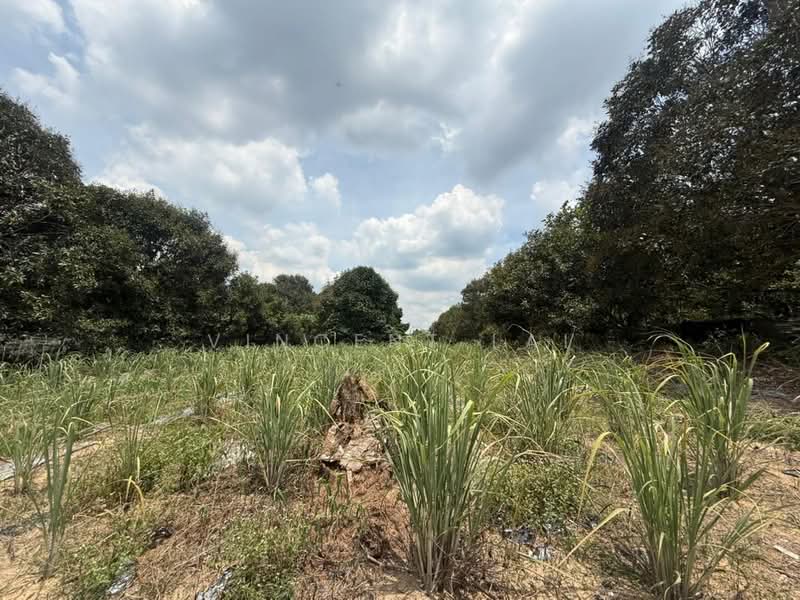 Agricultural Land for Sale in Sungai Tiram (Ulu Tiram) - Vincent Lai - PropertyGuru.com.my