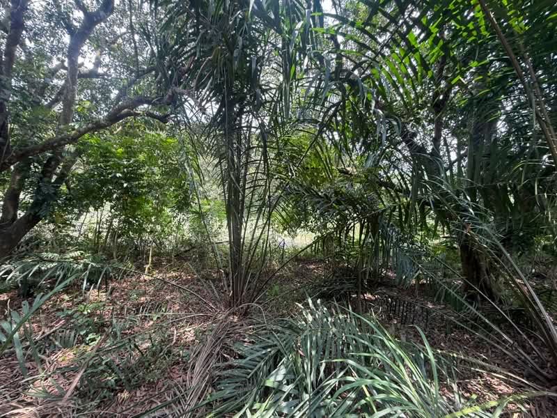 Agricultural Land for Sale in Sungai Tiram (Ulu Tiram) - Vincent Lai - PropertyGuru.com.my