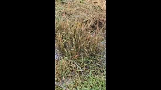 Tanah Pertanian untuk Dijual di Kuala Kangsar (Perak) - Gary Tang - PropertyGuru.com.my