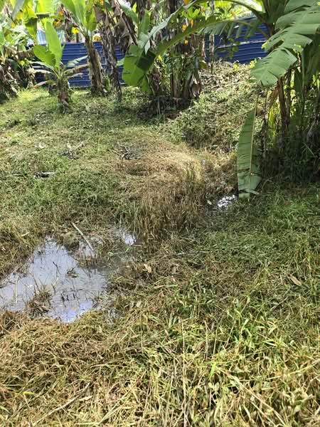 Tanah Pertanian untuk Dijual di Kuala Kangsar (Perak) - Gary Tang - Garden - PropertyGuru.com.my