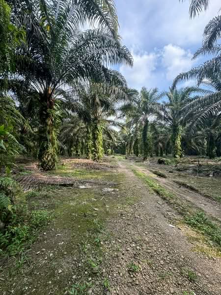 Agricultural Land for Sale in Taman Pelangi Mas (Pekan Nenas) - Eva Yeo - PropertyGuru.com.my