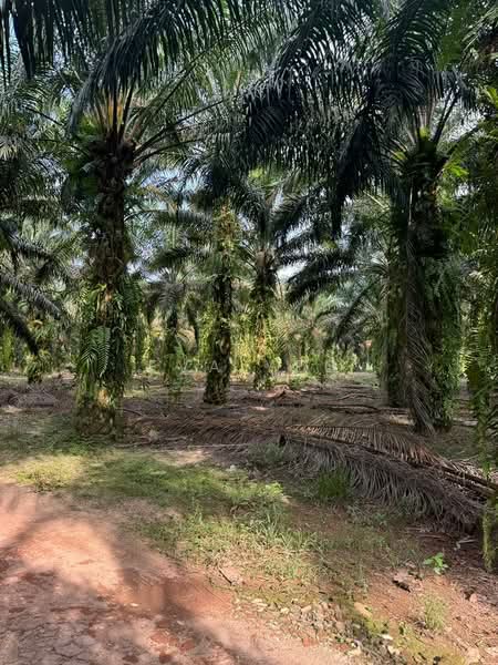 Agricultural Land for Sale in Taman Pelangi Mas (Pekan Nenas) - Eva Yeo - PropertyGuru.com.my