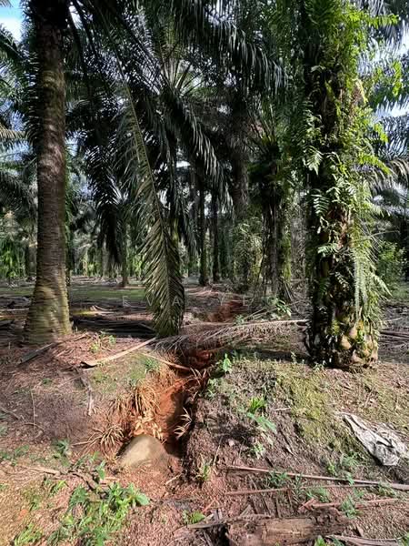 Agricultural Land for Sale in Taman Pelangi Mas (Pekan Nenas) - Eva Yeo - PropertyGuru.com.my