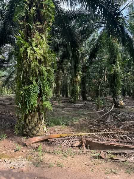 Agricultural Land for Sale in Taman Pelangi Mas (Pekan Nenas) - Eva Yeo - PropertyGuru.com.my