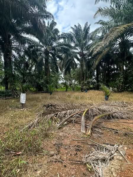 Tanah Pertanian untuk Dijual di Kampung Ibrahim Majid 3 (Ulu Benut) - Eva Yeo - PropertyGuru.com.my