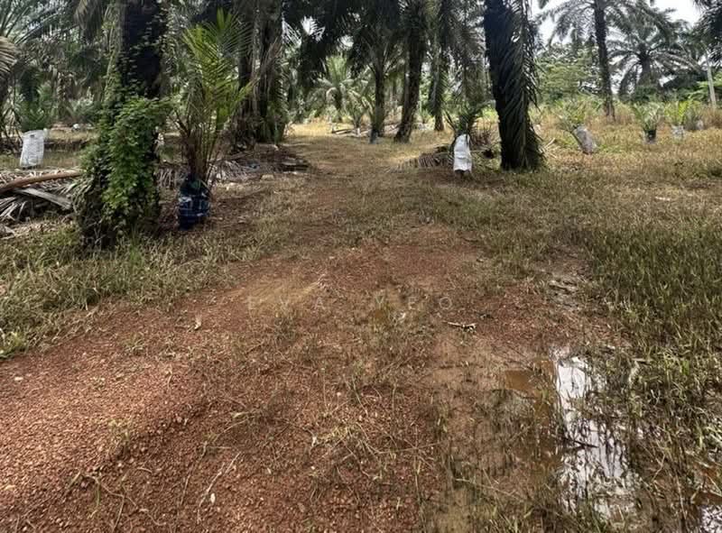 Tanah Pertanian untuk Dijual di Kampung Ibrahim Majid 3 (Ulu Benut) - Eva Yeo - PropertyGuru.com.my