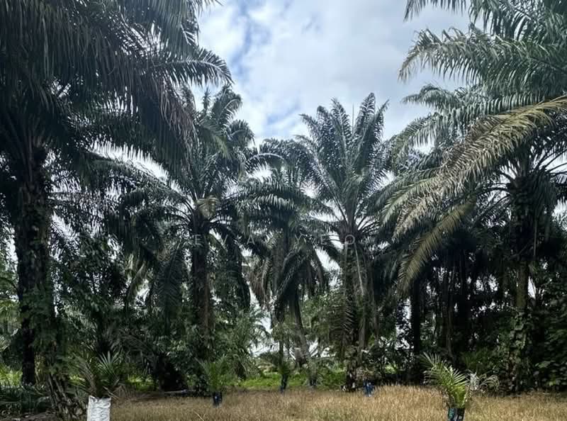 Tanah Pertanian untuk Dijual di Kampung Ibrahim Majid 3 (Ulu Benut) - Eva Yeo - PropertyGuru.com.my