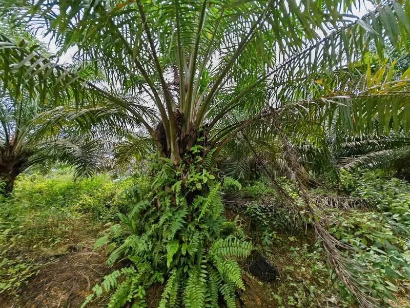 Tanah Pertanian untuk Dijual di Jemaluang (Mersing) - Seowamiga Ten - Exterior - PropertyGuru.com.my