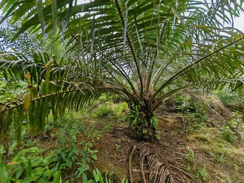 Tanah Pertanian untuk Dijual di Jemaluang (Mersing) - Seowamiga Ten - Exterior - PropertyGuru.com.my