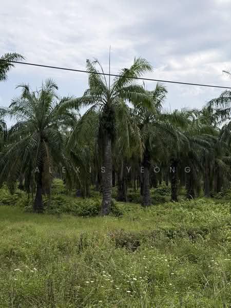 Agricultural Land for Sale in Sitiawan (Perak) - Alexis Yeong - Exterior - PropertyGuru.com.my