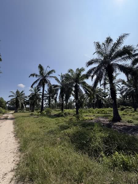 Agricultural Land for Sale in Sitiawan (Perak) - Alexis Yeong - Exterior - PropertyGuru.com.my