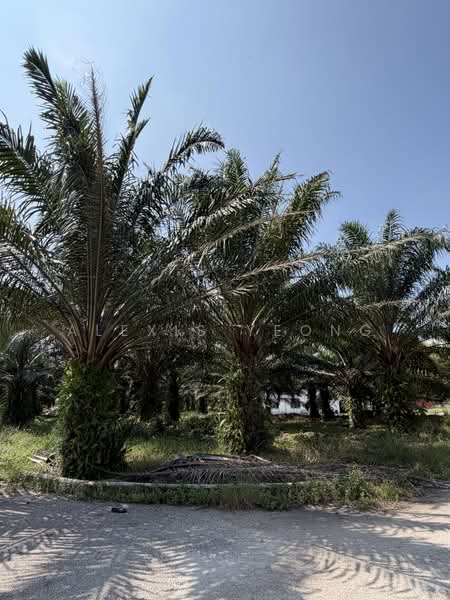 Agricultural Land for Sale in Sitiawan (Perak) - Alexis Yeong - PropertyGuru.com.my