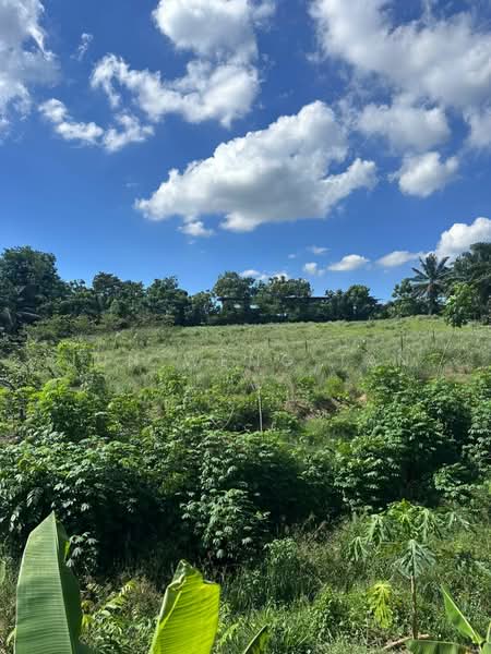 Agricultural Land for Sale in Kampung Baru Ban Foo (Ulu Tiram) - Jun Weng Tan - Exterior - PropertyGuru.com.my
