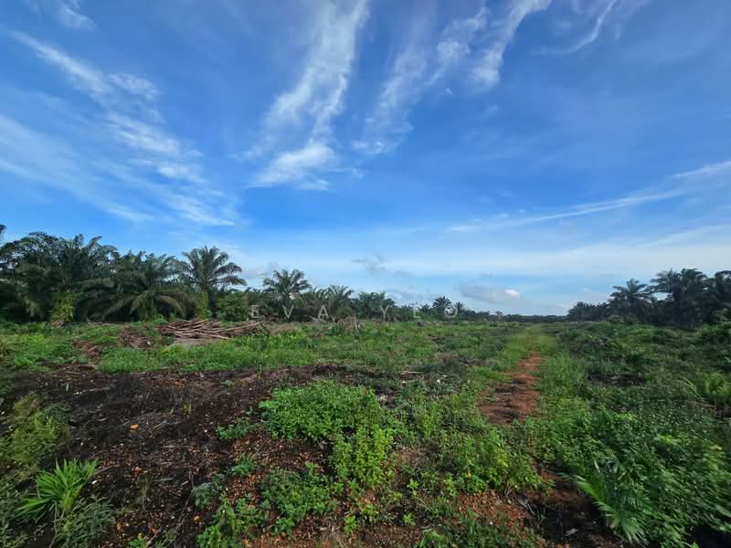Agricultural Land for Sale in Pekan Nenas (Jeram Batu) - Eva Yeo - Exterior - PropertyGuru.com.my