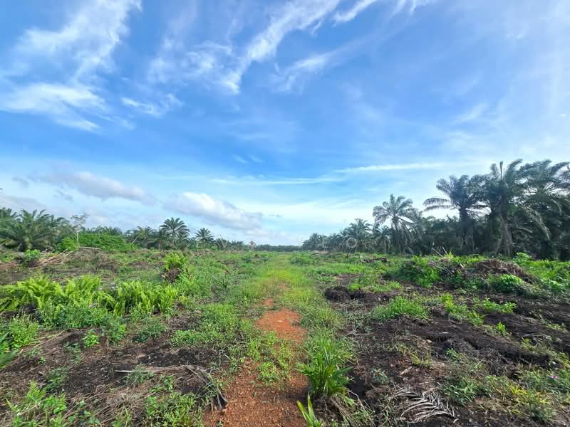 Agricultural Land for Sale in Pekan Nenas (Jeram Batu) - Eva Yeo - Exterior - PropertyGuru.com.my