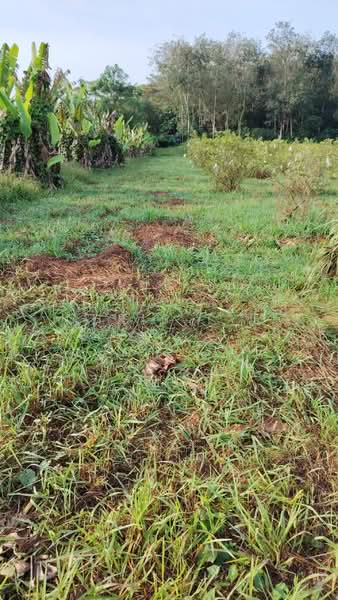 Tanah Pertanian untuk Dijual di Kajang (Selangor) - Chris Tye - Garden - PropertyGuru.com.my