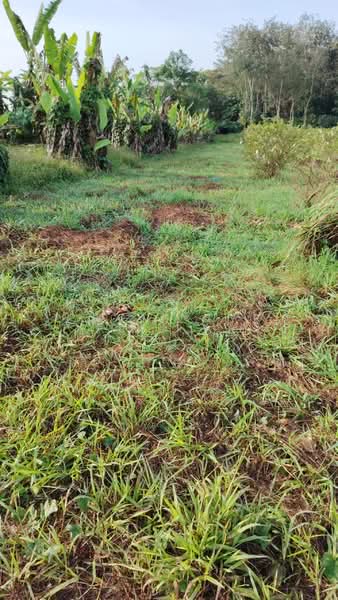 Tanah Pertanian untuk Dijual di Kajang (Selangor) - Chris Tye - Garden - PropertyGuru.com.my