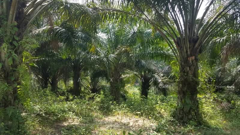 Agricultural Land for Sale in Taiping (Perak) - Alex Yap - Exterior - PropertyGuru.com.my