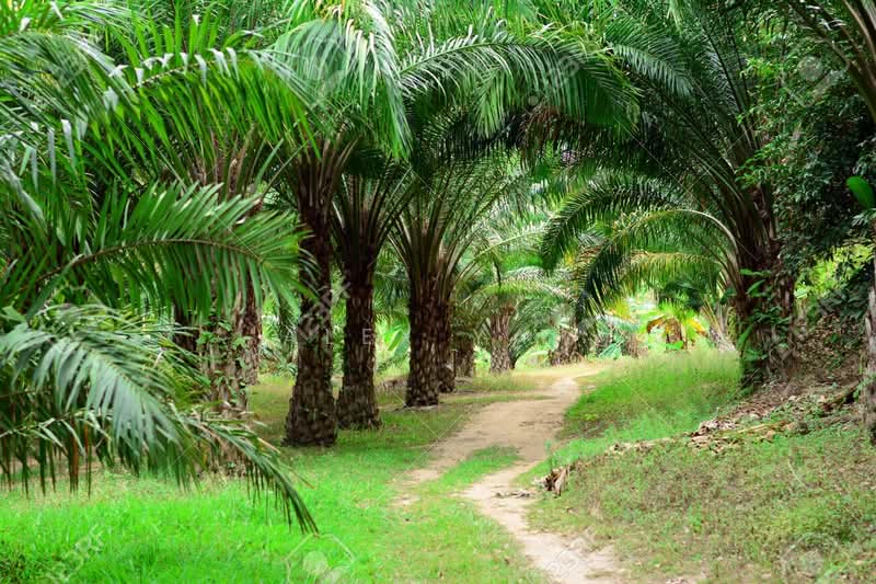 Agricultural Land for Sale in Taiping (Perak) - Alex Yap - Exterior - PropertyGuru.com.my