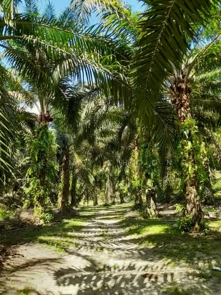 Tanah Pertanian untuk Dijual di Tapah (Perak) - Jenny Choong - Exterior - PropertyGuru.com.my