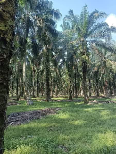 Tanah Pertanian untuk Dijual di Tapah (Perak) - Jenny Choong - Exterior - PropertyGuru.com.my
