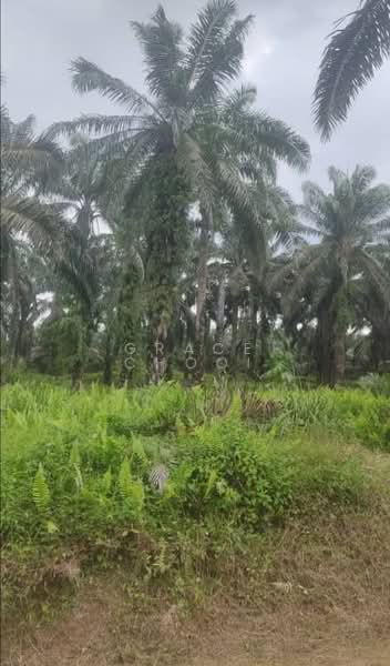 Tanah Pertanian untuk Dijual di Jenjarom (Selangor) - Grace Chooi - PropertyGuru.com.my