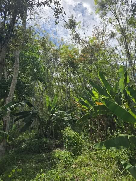 Agricultural Land for Sale in Kampung Perak Textile (Kuala Kangsar) - Gary Tang - Garden - PropertyGuru.com.my
