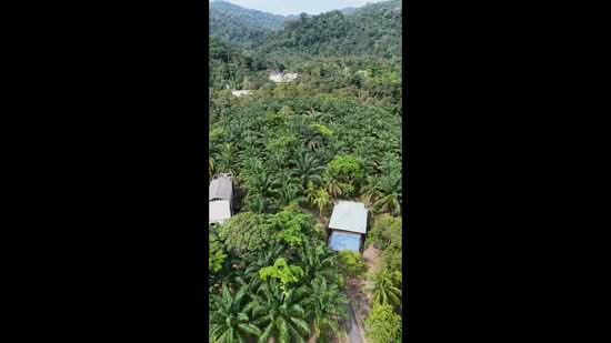 Agricultural Land for Sale in Pantai (Negeri Sembilan) - Clayton Song PBMV - PropertyGuru.com.my