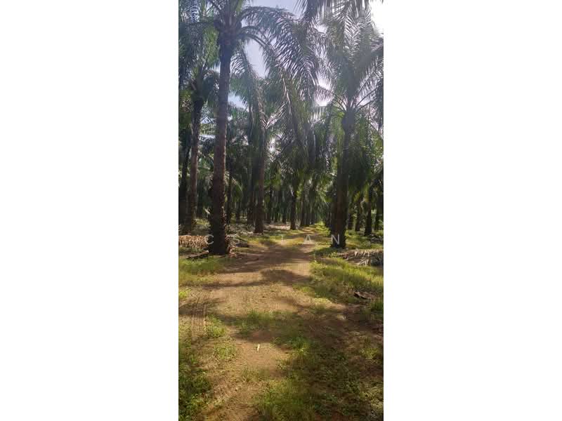 Tanah Pertanian untuk Dijual di Kulai (Johor) - CS Tan - Exterior - PropertyGuru.com.my