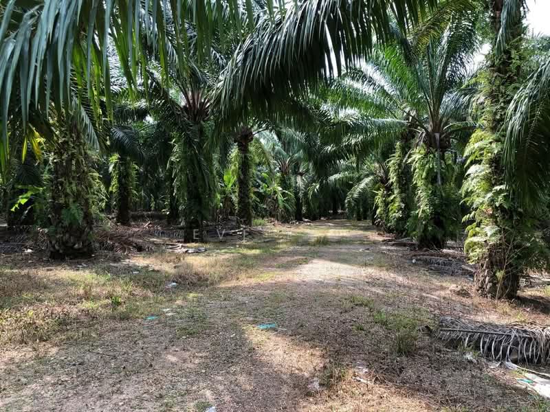 Agricultural Land for Sale in Semeling (Kedah) - Eve Lee - PropertyGuru.com.my