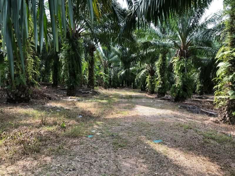Agricultural Land for Sale in Semeling (Kedah) - Eve Lee - PropertyGuru.com.my