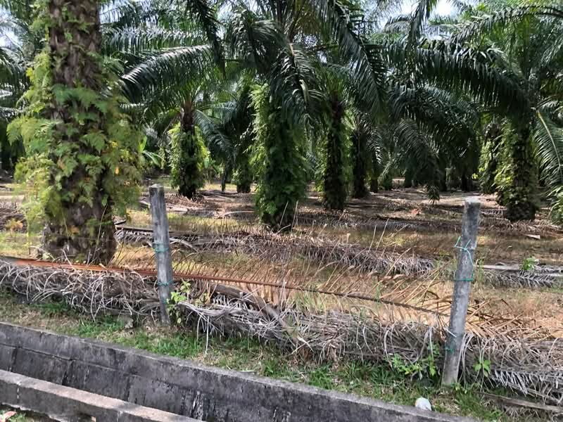Agricultural Land for Sale in Semeling (Kedah) - Eve Lee - PropertyGuru.com.my