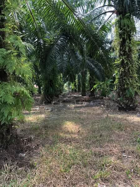 Agricultural Land for Sale in Semeling (Kedah) - Eve Lee - PropertyGuru.com.my