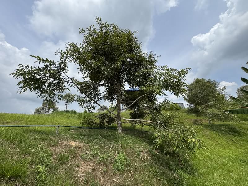 Agricultural Land for Sale in Sandakan (Sabah) - Jennifer Chong - Exterior - PropertyGuru.com.my