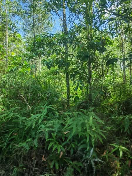 Tanah Pertanian untuk Dijual di Lembah Beringin (Sungai Gumut) - Wong Ye Lien PhD - Exterior - PropertyGuru.com.my