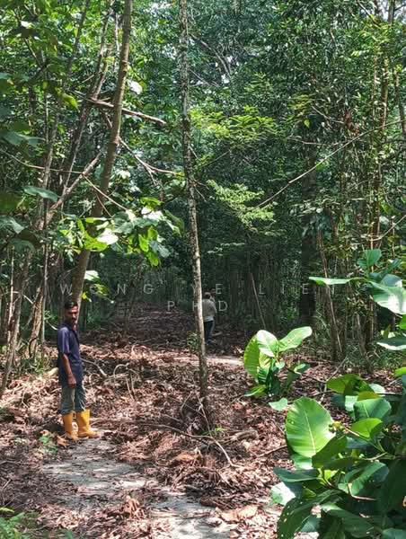 Tanah Pertanian untuk Dijual di Lembah Beringin (Sungai Gumut) - Wong Ye Lien PhD - Exterior - PropertyGuru.com.my