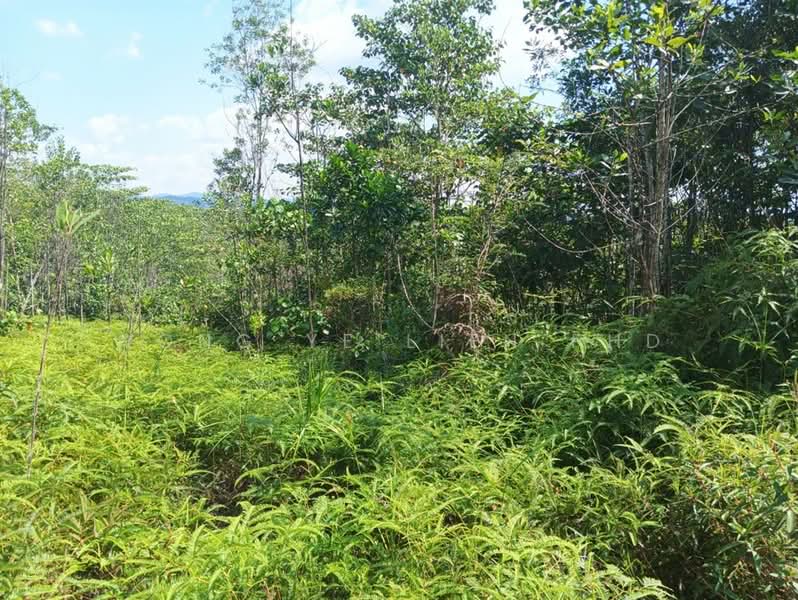 Tanah Pertanian untuk Dijual di Lembah Beringin (Sungai Gumut) - Wong Ye Lien PhD - Garden - PropertyGuru.com.my
