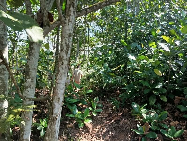 Tanah Pertanian untuk Dijual di Lembah Beringin (Sungai Gumut) - Wong Ye Lien PhD - Exterior - PropertyGuru.com.my