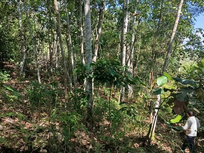 Tanah Pertanian untuk Dijual di Lembah Beringin (Sungai Gumut) - Wong Ye Lien PhD - Exterior - PropertyGuru.com.my