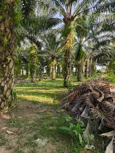 Tanah Pertanian untuk Dijual di Batu Pahat (Johor) - Hazwan Hilmi - Exterior - PropertyGuru.com.my