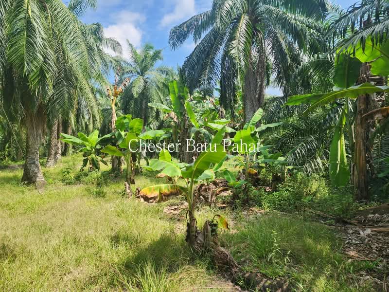 Tanah Pertanian untuk Dijual di Senggarang (Johor) - ZG Law - PropertyGuru.com.my