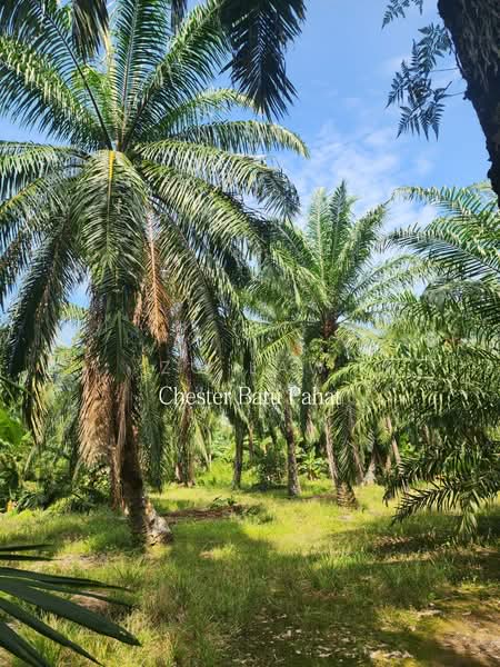 Tanah Pertanian untuk Dijual di Senggarang (Johor) - ZG Law - PropertyGuru.com.my