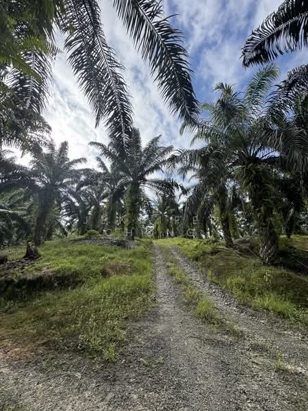 Tanah Pertanian untuk Dijual di Sandakan (Sabah) - Jennifer Chong - Exterior - PropertyGuru.com.my